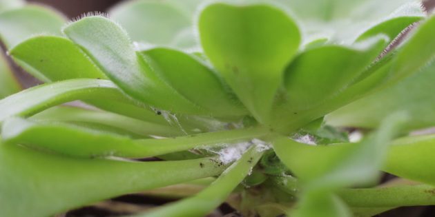 How to get rid of mealybugs