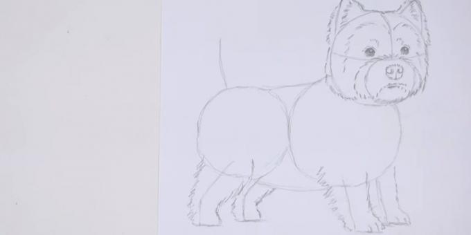 Draw the front and rear legs