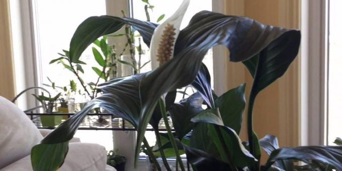 Care Spathiphyllum at home: Where to put Spathiphyllum