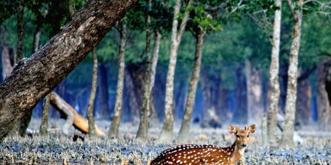 Sundarbans, India and Bangladesh