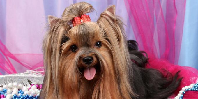 Yorkshire terrier: purchase
