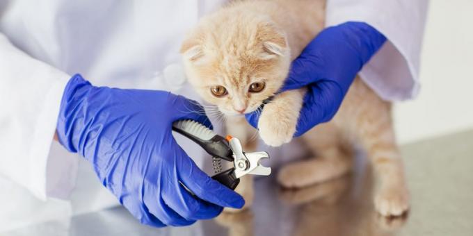 Scottish Fold: Care