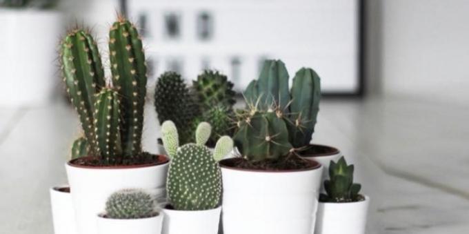 Succulents: cacti are perfectly suited for the bedroom