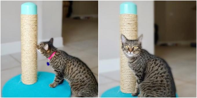 How to make a scratching post from a pipe with your own hands