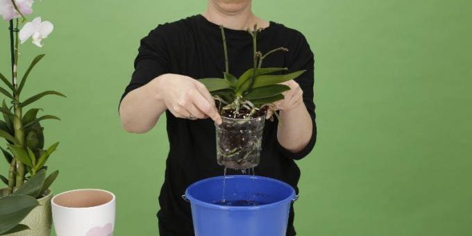 How to water Orchid: raise the pot to get rid of excess water