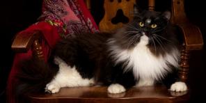 Siberian cat: breed description, character and care