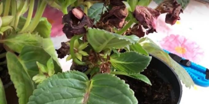 Gloxinia: Care after flowering