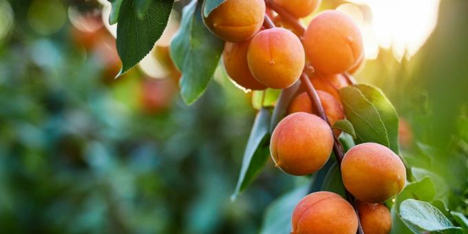 Seasonal goods: apricots