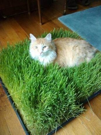 Pad of grass for cat
