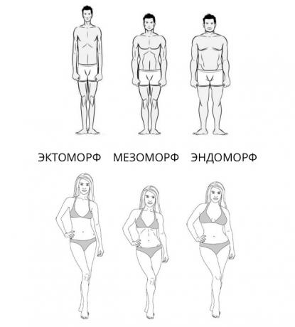 Endomorph, ectomorph, mesomorph