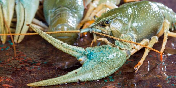 How to cook crayfish: choose only live crayfish