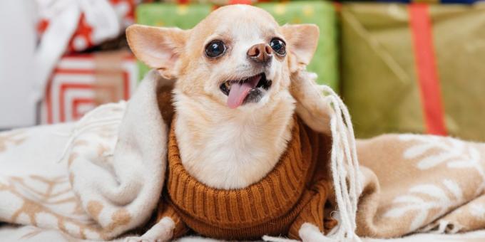 small dogs: Chihuahua