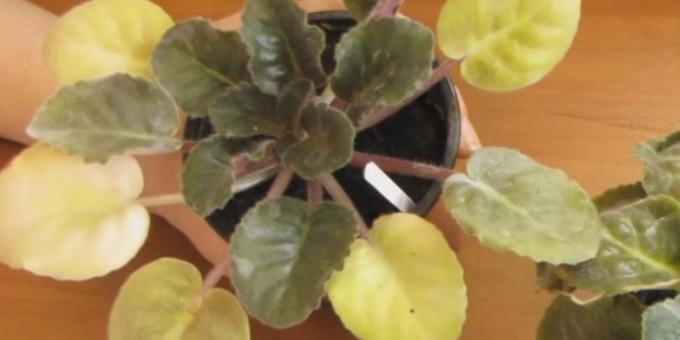 How to care for violets: yellowing of leaves