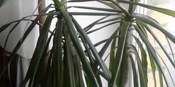 How to care for dratsenu if the leaves become flaccid and droop