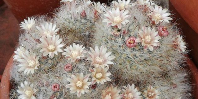 Succulents: Mammillaria bokasskaya