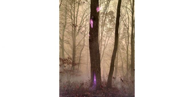violet flame tree
