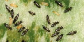 Thrips on strawberries, roses, cucumbers and houseplants: photo and fight