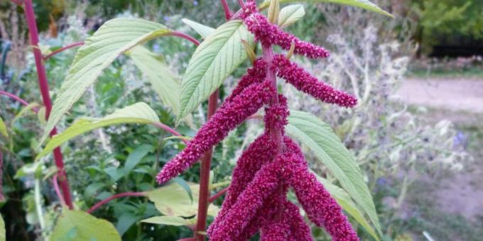 Unpretentious flowers for flower beds: Amaranth tailed
