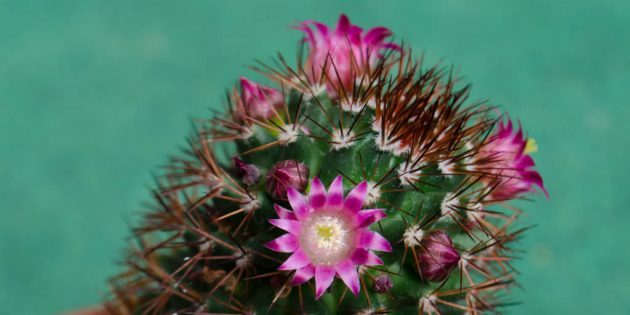 Succulents: Mammillaria Bakeberg