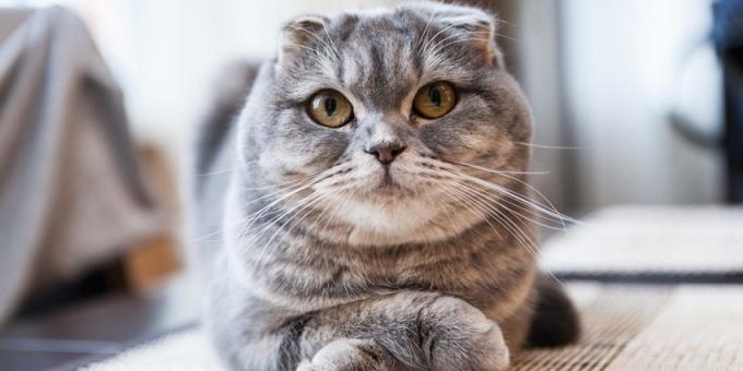 scottish fold: the description of the breed