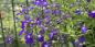 When to plant lobelia for seedlings and how to do it correctly