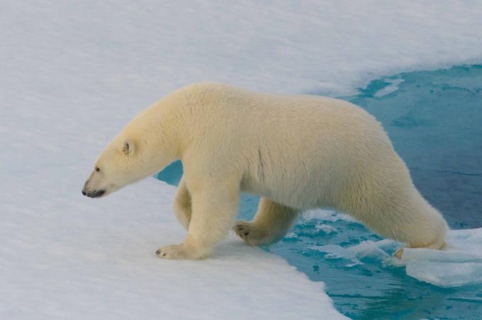 Interesting facts: polar bears can not be detected with a thermal imager