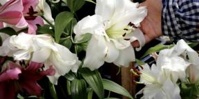When and how to plant lilies