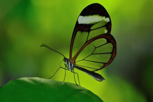 How beautiful to photograph a butterfly