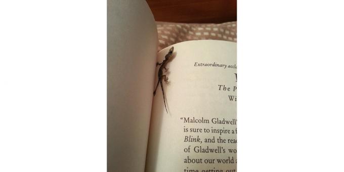 lizard in the book