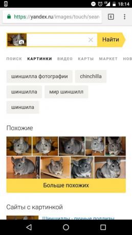 "Yandex": determination of the animal on the picture