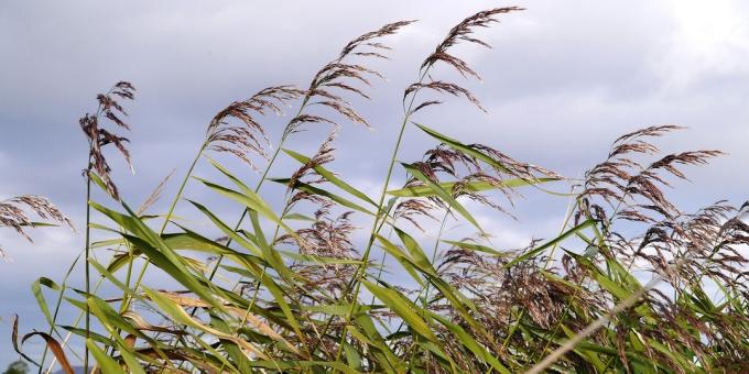 Edible Plants: Reed