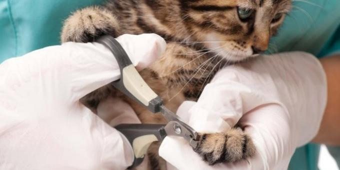 How to teach a cat and a dog to the grooming claws