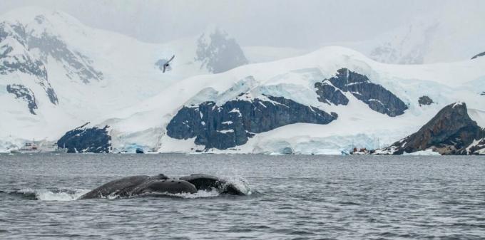 Antarctica: photo of a humpback whale