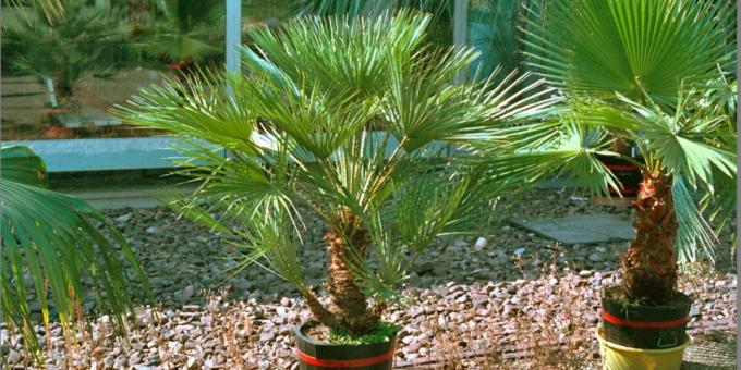 Domestic palm: hamerops squat 