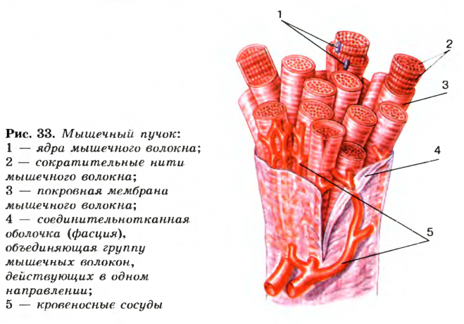 fascia