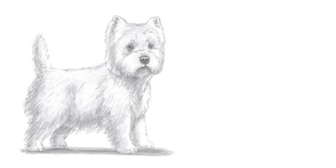 How to draw a dog standing in a realistic style