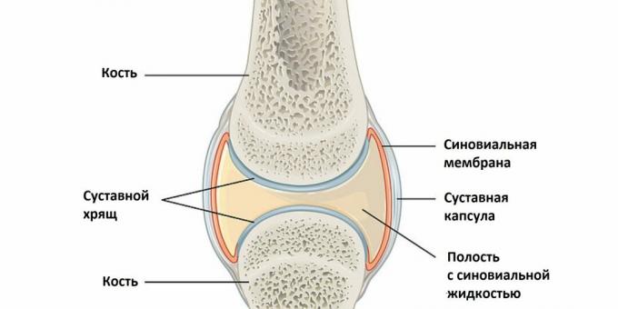 Why joints hurt: structure