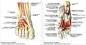 Why is it important to strengthen the muscles of the foot