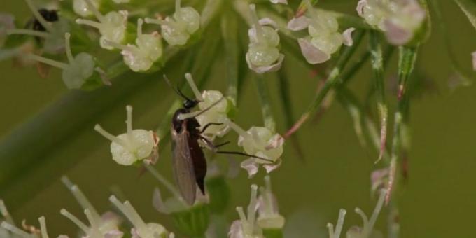 Black gnats in the room colors: how to get rid