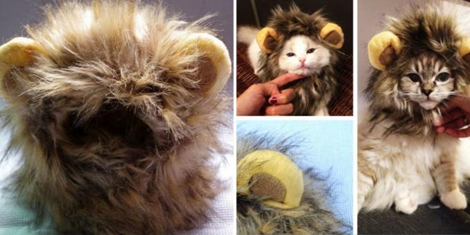 The lion's mane for a cat