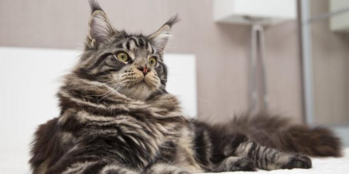 Many see similarities between raccoons and maine coon