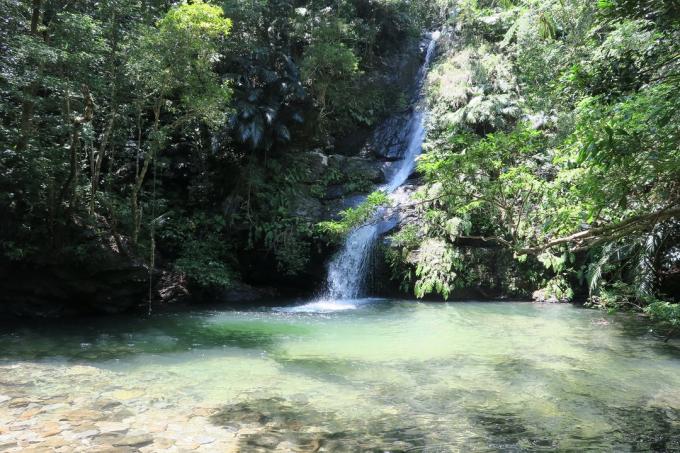 Okinawa. forest Yanbaru