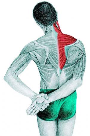 Anatomy of stretching: trapezius, supraspinatus, deltoid muscle