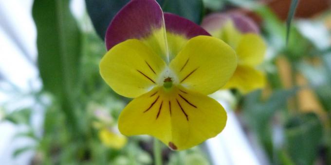 Unpretentious flowers for flower beds: Three-colored Viola