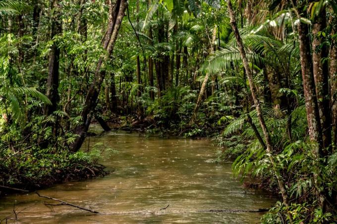 Interesting facts: 20% of the oxygen produced in the Amazon forest