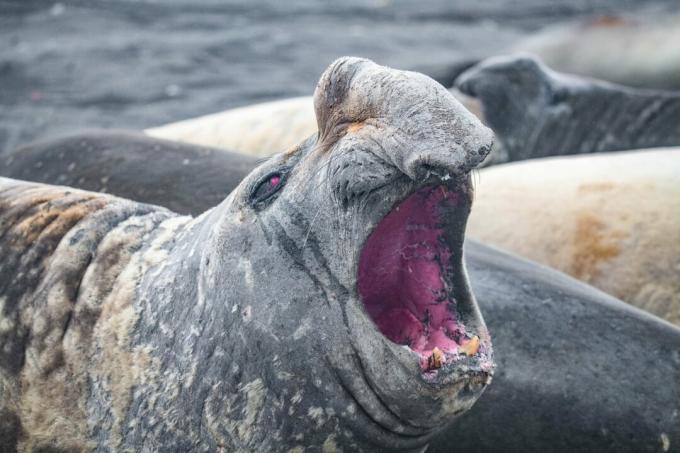 Antarctica: photo of an adult elephant seal