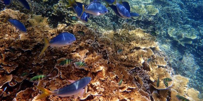 Great Barrier Reef, Australia