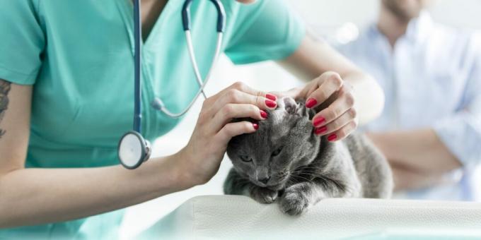 Russian blue cat: diseases
