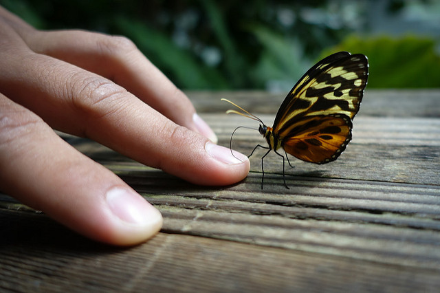 how to take a picture of a butterfly