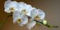 How to care for orchids of different varieties